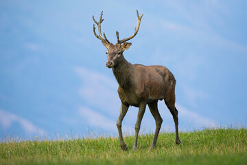 Young red deer, cervus elaphus, walking on meadow in autumn nature. Juvenile stag with tiny antlers going on grass in fall nature. Wild immature animal marching on field.