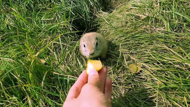 A cautious ground squirrel crawls out of its hole into the field and reaches for a piece of Apple. A man's hand extends a treat to a wild animal