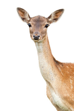 fallow deer, dama dama, doe watching to the camera cut out on blank. Portrait of female animal watching isolated on white background. Hind head with copy space.