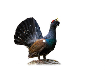 Western capercaillie, tetrao urogallus, lekking in nature isolated on white background. Endangered bird with large tail showing cut out on blank. Wild feathered grouse courting with copy space.