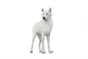 skinny polar white wolf in summer isolated on white background.