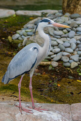 The grey heron (Ardea cinerea) is a long-legged predatory wading bird of the heron family, Ardeidae, native throughout temperate Europe and Asia and also parts of Africa.