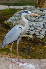 Naklejka premium The grey heron (Ardea cinerea) is a long-legged predatory wading bird of the heron family, Ardeidae, native throughout temperate Europe and Asia and also parts of Africa.