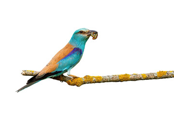 Turquoise european roller, coracias garrulus, sitting on branch isolated on white background. Colorful bird holding worm in beak cut out on blank. Beautiful feathered animal feeding on twig with copy
