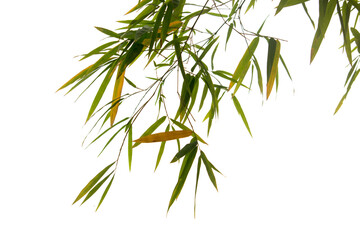 Close up bamboo leaves isolated on white background