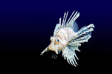 Lionfish, Pterois volitans, colorful venomous marine fish with Spread Pectoral Fins isolated on black and blue background.