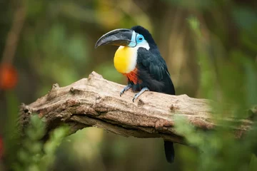 Foto op Plexiglas Toekan Channel-billed toucan, Ramphastos vitellinus, colorful toucan native to Trinidad, bird with huge, black and blue bill, sitting on the branch against jungle green, blurred background.