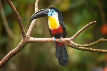 Channel-billed toucan, Ramphastos vitellinus, colorful toucan native to Trinidad, bird with huge, black and blue bill, sitting on the branch against jungle green, blurred background.