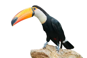 Gordijnen Toco toucan, Ramphastos toco, giant black and white toucan with huge, yellow-orange bill, isolated on white background. Rio Negro, Pantanal, Brazil. © Martin Mecnarowski