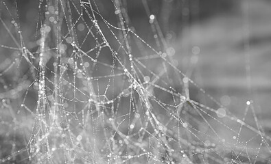 Background with bokeh, spider web with drops