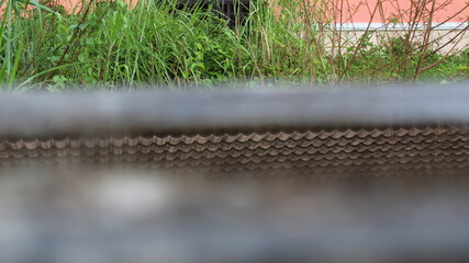 water drops on the grass