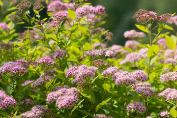 Spirea Japanese