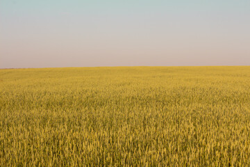 Fototapeta premium Field against blue sky, agriculture, rye, wheat