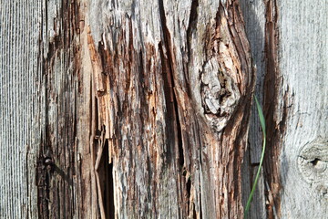 old wood texture