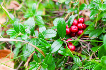 Fresh wild lingonberry in forest  in a swamp. Natural food of wild nature, rich in vitamins. Top view. Vaccinium vitis-idaea (lingonberry, partridgeberry or cowberry).  Organic lingonberry.  Nature