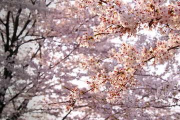 夕暮れ時の桜景色