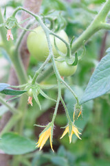 Small green tomatoes ripen in the greenhouse in summer