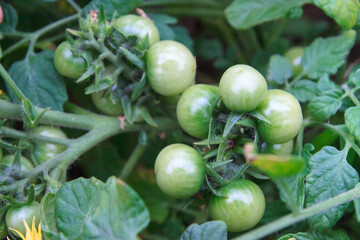 Small green tomatoes ripen in the greenhouse in summer
