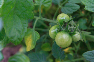 Small green tomatoes ripen in the greenhouse in summer
