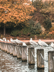 Seagulls in London during autumn/fall. Autumnal colors