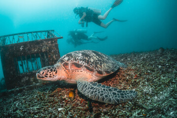 Underwater image of a green sea turtle, with scuba divers swimming and observing among colorful coral reef in clear blue water