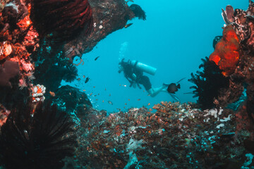 Underwater image of scuba divers swimming and observing colorful coral reef and fish in clear blue water