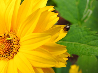 A beetle on a rudbeckia