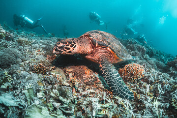Underwater image of a green sea turtle, with scuba divers swimming and observing among colorful...