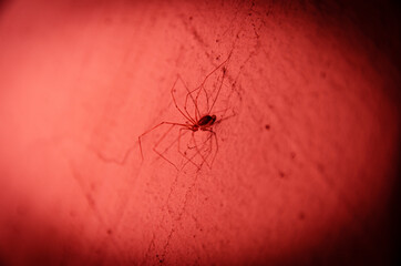 
red spider close-up with a cobweb