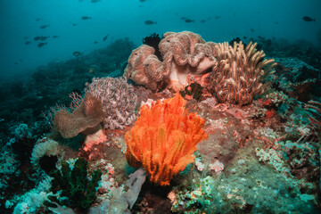 Coral reef in clear blue water surrounded by small fish