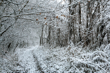 snowy trees and forest in winter