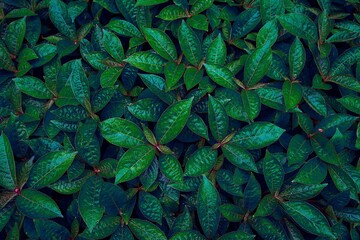 green leaves background,green leaf, tiny green leaf, natural green background