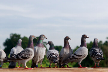 group of speed racing pigeon standing on roof