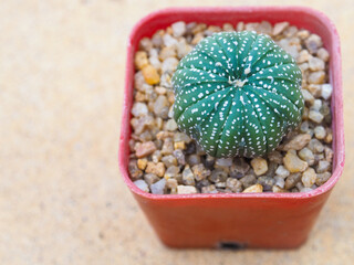 Little green cactus in small pots placed put on blurred cement background.