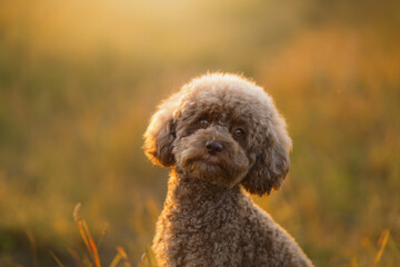 miniature chocolate poodle on the grass. Pet in nature.