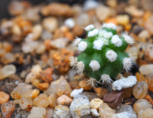 Close up little cactus green and white on the pebbles