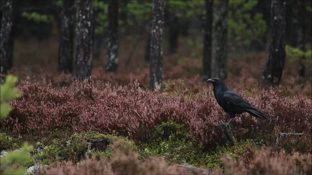 European songbird Common raven, Corvus corax observing during a dark autumn day in Estonian boreal forest. 