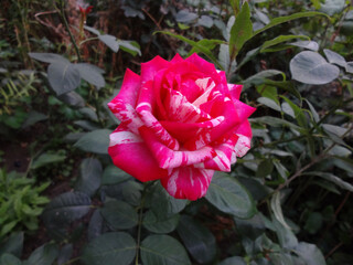 delicate rose