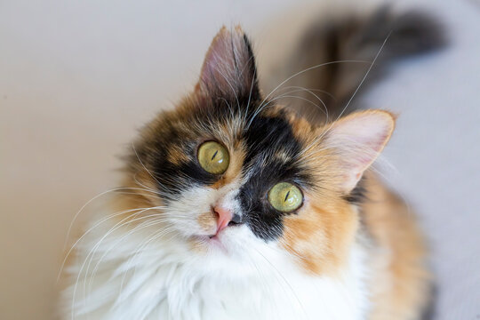 Long haired calico cat cute