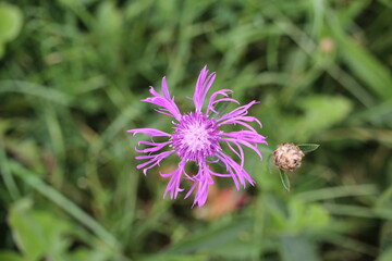 pink flower in the garden