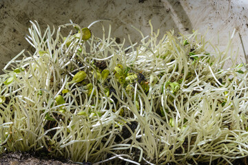 The remaining stems of the sunflower sprout after harvest.