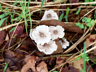 Small type of non-cultivated eatable mushroom, selective focus