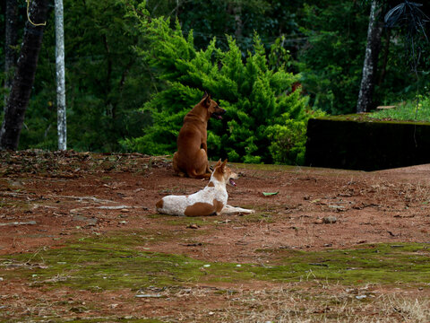 Stray dogs wandering in the house premises