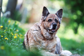 beautiful adult german shepherd lying on the grass