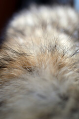 Fox wool collar is dried before use closeup. Shallow depth of field