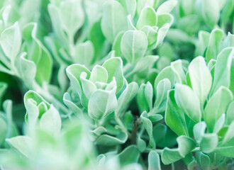 Selective focus of the green leaves amid the blurred leaves.