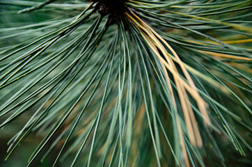 
close-up of the big green conifer