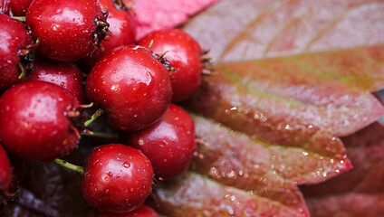 Macro red berries with autumn burgundy leaves 