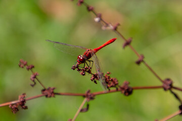 Close up of a scarlet darter dragonfly, also called Crocothemis erythraea or Feuerlibelle