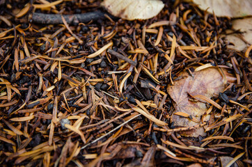 
old dried small leaves in the litter in the park
